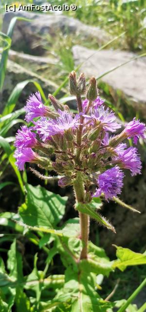 [P02] Una din gingasele flori de munte din acest traseu » foto by noi doi
 - 
<span class="allrVoted glyphicon glyphicon-heart hidden" id="av1387825"></span>
<a class="m-l-10 hidden" id="sv1387825" onclick="voting_Foto_DelVot(,1387825,3180)" role="button">șterge vot <span class="glyphicon glyphicon-remove"></span></a>
<a id="v91387825" class=" c-red"  onclick="voting_Foto_SetVot(1387825)" role="button"><span class="glyphicon glyphicon-heart-empty"></span> <b>LIKE</b> = Votează poza</a> <img class="hidden"  id="f1387825W9" src="/imagini/loader.gif" border="0" /><span class="AjErrMes hidden" id="e1387825ErM"></span>