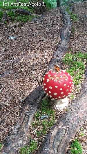 [P03]  -- <small>// FĂRĂ DESCRIERE</small> » foto by vladix18
 - 
<span class="allrVoted glyphicon glyphicon-heart hidden" id="av782512"></span>
<a class="m-l-10 hidden" id="sv782512" onclick="voting_Foto_DelVot(,782512,3180)" role="button">șterge vot <span class="glyphicon glyphicon-remove"></span></a>
<a id="v9782512" class=" c-red"  onclick="voting_Foto_SetVot(782512)" role="button"><span class="glyphicon glyphicon-heart-empty"></span> <b>LIKE</b> = Votează poza</a> <img class="hidden"  id="f782512W9" src="/imagini/loader.gif" border="0" /><span class="AjErrMes hidden" id="e782512ErM"></span>