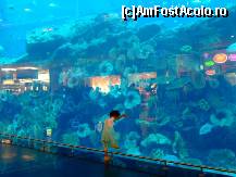 [P07] Acvariu la Dubai Mall » foto by badge®
 - 
<span class="allrVoted glyphicon glyphicon-heart hidden" id="av165160"></span>
<a class="m-l-10 hidden" id="sv165160" onclick="voting_Foto_DelVot(,165160,3199)" role="button">șterge vot <span class="glyphicon glyphicon-remove"></span></a>
<a id="v9165160" class=" c-red"  onclick="voting_Foto_SetVot(165160)" role="button"><span class="glyphicon glyphicon-heart-empty"></span> <b>LIKE</b> = Votează poza</a> <img class="hidden"  id="f165160W9" src="/imagini/loader.gif" border="0" /><span class="AjErrMes hidden" id="e165160ErM"></span>