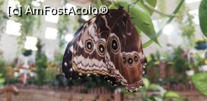 [P07] Butterfly Garden » foto by PISICAANA
 - 
<span class="allrVoted glyphicon glyphicon-heart hidden" id="av1048754"></span>
<a class="m-l-10 hidden" id="sv1048754" onclick="voting_Foto_DelVot(,1048754,3199)" role="button">șterge vot <span class="glyphicon glyphicon-remove"></span></a>
<a id="v91048754" class=" c-red"  onclick="voting_Foto_SetVot(1048754)" role="button"><span class="glyphicon glyphicon-heart-empty"></span> <b>LIKE</b> = Votează poza</a> <img class="hidden"  id="f1048754W9" src="/imagini/loader.gif" border="0" /><span class="AjErrMes hidden" id="e1048754ErM"></span>