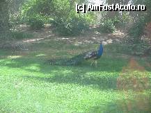 [P05] Dubai - revenim la vegetatia luxurianta, si la fauna exotica. A se observa furtunele de irigare. » foto by AndreeaG
 - 
<span class="allrVoted glyphicon glyphicon-heart hidden" id="av285073"></span>
<a class="m-l-10 hidden" id="sv285073" onclick="voting_Foto_DelVot(,285073,3199)" role="button">șterge vot <span class="glyphicon glyphicon-remove"></span></a>
<a id="v9285073" class=" c-red"  onclick="voting_Foto_SetVot(285073)" role="button"><span class="glyphicon glyphicon-heart-empty"></span> <b>LIKE</b> = Votează poza</a> <img class="hidden"  id="f285073W9" src="/imagini/loader.gif" border="0" /><span class="AjErrMes hidden" id="e285073ErM"></span>