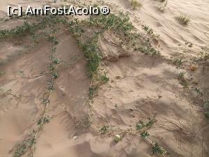 [P14] Pepeni in desert » foto by iancusabin
 - 
<span class="allrVoted glyphicon glyphicon-heart hidden" id="av1293412"></span>
<a class="m-l-10 hidden" id="sv1293412" onclick="voting_Foto_DelVot(,1293412,3199)" role="button">șterge vot <span class="glyphicon glyphicon-remove"></span></a>
<a id="v91293412" class=" c-red"  onclick="voting_Foto_SetVot(1293412)" role="button"><span class="glyphicon glyphicon-heart-empty"></span> <b>LIKE</b> = Votează poza</a> <img class="hidden"  id="f1293412W9" src="/imagini/loader.gif" border="0" /><span class="AjErrMes hidden" id="e1293412ErM"></span>