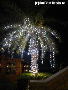 [P34] Toti palmierii din Dubai sunt impodobiti ca acesta » foto by lizuk
 - 
<span class="allrVoted glyphicon glyphicon-heart hidden" id="av69143"></span>
<a class="m-l-10 hidden" id="sv69143" onclick="voting_Foto_DelVot(,69143,3199)" role="button">șterge vot <span class="glyphicon glyphicon-remove"></span></a>
<a id="v969143" class=" c-red"  onclick="voting_Foto_SetVot(69143)" role="button"><span class="glyphicon glyphicon-heart-empty"></span> <b>LIKE</b> = Votează poza</a> <img class="hidden"  id="f69143W9" src="/imagini/loader.gif" border="0" /><span class="AjErrMes hidden" id="e69143ErM"></span>