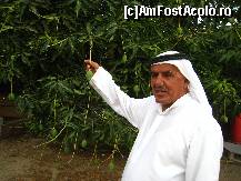 [P46] Localnicul imi explica faptul ca fructele de mango mai au nevoie de doua luni pana sa se coaca, dar nu imi recomanda sa mai fiu prin Dubai atunci, din cauza temperaturii » foto by lizuk
 - 
<span class="allrVoted glyphicon glyphicon-heart hidden" id="av69191"></span>
<a class="m-l-10 hidden" id="sv69191" onclick="voting_Foto_DelVot(,69191,3199)" role="button">șterge vot <span class="glyphicon glyphicon-remove"></span></a>
<a id="v969191" class=" c-red"  onclick="voting_Foto_SetVot(69191)" role="button"><span class="glyphicon glyphicon-heart-empty"></span> <b>LIKE</b> = Votează poza</a> <img class="hidden"  id="f69191W9" src="/imagini/loader.gif" border="0" /><span class="AjErrMes hidden" id="e69191ErM"></span>