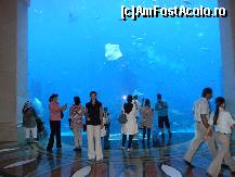 [P124] acvariul din hotel atlantis » foto by ionut30
 - 
<span class="allrVoted glyphicon glyphicon-heart hidden" id="av158500"></span>
<a class="m-l-10 hidden" id="sv158500" onclick="voting_Foto_DelVot(,158500,3199)" role="button">șterge vot <span class="glyphicon glyphicon-remove"></span></a>
<a id="v9158500" class=" c-red"  onclick="voting_Foto_SetVot(158500)" role="button"><span class="glyphicon glyphicon-heart-empty"></span> <b>LIKE</b> = Votează poza</a> <img class="hidden"  id="f158500W9" src="/imagini/loader.gif" border="0" /><span class="AjErrMes hidden" id="e158500ErM"></span>