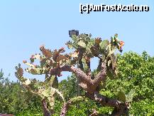 [P46] cactusi » foto by ionescunic
 - 
<span class="allrVoted glyphicon glyphicon-heart hidden" id="av67390"></span>
<a class="m-l-10 hidden" id="sv67390" onclick="voting_Foto_DelVot(,67390,3210)" role="button">șterge vot <span class="glyphicon glyphicon-remove"></span></a>
<a id="v967390" class=" c-red"  onclick="voting_Foto_SetVot(67390)" role="button"><span class="glyphicon glyphicon-heart-empty"></span> <b>LIKE</b> = Votează poza</a> <img class="hidden"  id="f67390W9" src="/imagini/loader.gif" border="0" /><span class="AjErrMes hidden" id="e67390ErM"></span>