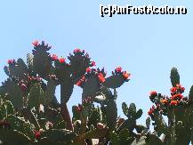 [P47] Flori de cactus » foto by ionescunic
 - 
<span class="allrVoted glyphicon glyphicon-heart hidden" id="av67391"></span>
<a class="m-l-10 hidden" id="sv67391" onclick="voting_Foto_DelVot(,67391,3210)" role="button">șterge vot <span class="glyphicon glyphicon-remove"></span></a>
<a id="v967391" class=" c-red"  onclick="voting_Foto_SetVot(67391)" role="button"><span class="glyphicon glyphicon-heart-empty"></span> <b>LIKE</b> = Votează poza</a> <img class="hidden"  id="f67391W9" src="/imagini/loader.gif" border="0" /><span class="AjErrMes hidden" id="e67391ErM"></span>