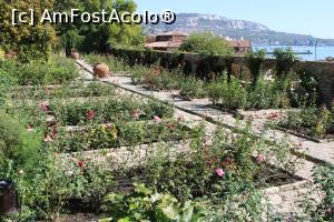 [P40] Balcic, Castelul și Grădina Botanică, Grădina Tradafirilor » foto by mprofeanu
 - 
<span class="allrVoted glyphicon glyphicon-heart hidden" id="av1217986"></span>
<a class="m-l-10 hidden" id="sv1217986" onclick="voting_Foto_DelVot(,1217986,3210)" role="button">șterge vot <span class="glyphicon glyphicon-remove"></span></a>
<a id="v91217986" class=" c-red"  onclick="voting_Foto_SetVot(1217986)" role="button"><span class="glyphicon glyphicon-heart-empty"></span> <b>LIKE</b> = Votează poza</a> <img class="hidden"  id="f1217986W9" src="/imagini/loader.gif" border="0" /><span class="AjErrMes hidden" id="e1217986ErM"></span>