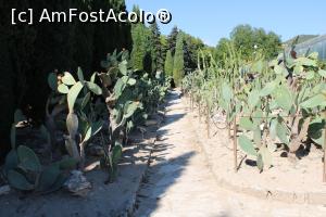 [P62] Balcic, Castelul și Grădina Botanică, Cactuși în aer liber, rezistenți la frigurile iernilor » foto by mprofeanu
 - 
<span class="allrVoted glyphicon glyphicon-heart hidden" id="av1218008"></span>
<a class="m-l-10 hidden" id="sv1218008" onclick="voting_Foto_DelVot(,1218008,3210)" role="button">șterge vot <span class="glyphicon glyphicon-remove"></span></a>
<a id="v91218008" class=" c-red"  onclick="voting_Foto_SetVot(1218008)" role="button"><span class="glyphicon glyphicon-heart-empty"></span> <b>LIKE</b> = Votează poza</a> <img class="hidden"  id="f1218008W9" src="/imagini/loader.gif" border="0" /><span class="AjErrMes hidden" id="e1218008ErM"></span>