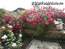 [P17] Trandafiri agatatori. » foto by Floria
 - 
<span class="allrVoted glyphicon glyphicon-heart hidden" id="av298583"></span>
<a class="m-l-10 hidden" id="sv298583" onclick="voting_Foto_DelVot(,298583,3210)" role="button">șterge vot <span class="glyphicon glyphicon-remove"></span></a>
<a id="v9298583" class=" c-red"  onclick="voting_Foto_SetVot(298583)" role="button"><span class="glyphicon glyphicon-heart-empty"></span> <b>LIKE</b> = Votează poza</a> <img class="hidden"  id="f298583W9" src="/imagini/loader.gif" border="0" /><span class="AjErrMes hidden" id="e298583ErM"></span>