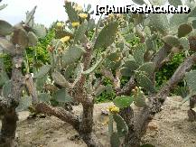 [P04] Cactusi infloriti. » foto by Floria
 - 
<span class="allrVoted glyphicon glyphicon-heart hidden" id="av298567"></span>
<a class="m-l-10 hidden" id="sv298567" onclick="voting_Foto_DelVot(,298567,3210)" role="button">șterge vot <span class="glyphicon glyphicon-remove"></span></a>
<a id="v9298567" class=" c-red"  onclick="voting_Foto_SetVot(298567)" role="button"><span class="glyphicon glyphicon-heart-empty"></span> <b>LIKE</b> = Votează poza</a> <img class="hidden"  id="f298567W9" src="/imagini/loader.gif" border="0" /><span class="AjErrMes hidden" id="e298567ErM"></span>