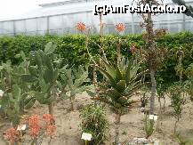 [P05] Alte specii de cactusi. » foto by Floria
 - 
<span class="allrVoted glyphicon glyphicon-heart hidden" id="av298569"></span>
<a class="m-l-10 hidden" id="sv298569" onclick="voting_Foto_DelVot(,298569,3210)" role="button">șterge vot <span class="glyphicon glyphicon-remove"></span></a>
<a id="v9298569" class=" c-red"  onclick="voting_Foto_SetVot(298569)" role="button"><span class="glyphicon glyphicon-heart-empty"></span> <b>LIKE</b> = Votează poza</a> <img class="hidden"  id="f298569W9" src="/imagini/loader.gif" border="0" /><span class="AjErrMes hidden" id="e298569ErM"></span>
