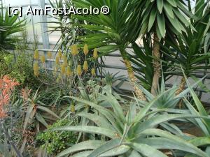 [P05] printre plantele suculente » foto by buterfly*
 - 
<span class="allrVoted glyphicon glyphicon-heart hidden" id="av866103"></span>
<a class="m-l-10 hidden" id="sv866103" onclick="voting_Foto_DelVot(,866103,3210)" role="button">șterge vot <span class="glyphicon glyphicon-remove"></span></a>
<a id="v9866103" class=" c-red"  onclick="voting_Foto_SetVot(866103)" role="button"><span class="glyphicon glyphicon-heart-empty"></span> <b>LIKE</b> = Votează poza</a> <img class="hidden"  id="f866103W9" src="/imagini/loader.gif" border="0" /><span class="AjErrMes hidden" id="e866103ErM"></span>