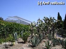 [P03] Cactuşi în grădina botanică » foto by Costi
 - 
<span class="allrVoted glyphicon glyphicon-heart hidden" id="av15559"></span>
<a class="m-l-10 hidden" id="sv15559" onclick="voting_Foto_DelVot(,15559,3210)" role="button">șterge vot <span class="glyphicon glyphicon-remove"></span></a>
<a id="v915559" class=" c-red"  onclick="voting_Foto_SetVot(15559)" role="button"><span class="glyphicon glyphicon-heart-empty"></span> <b>LIKE</b> = Votează poza</a> <img class="hidden"  id="f15559W9" src="/imagini/loader.gif" border="0" /><span class="AjErrMes hidden" id="e15559ErM"></span>