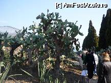[P22] aleea cu foarte multe speci de cactusi » foto by bogdan 75
 - 
<span class="allrVoted glyphicon glyphicon-heart hidden" id="av47800"></span>
<a class="m-l-10 hidden" id="sv47800" onclick="voting_Foto_DelVot(,47800,3210)" role="button">șterge vot <span class="glyphicon glyphicon-remove"></span></a>
<a id="v947800" class=" c-red"  onclick="voting_Foto_SetVot(47800)" role="button"><span class="glyphicon glyphicon-heart-empty"></span> <b>LIKE</b> = Votează poza</a> <img class="hidden"  id="f47800W9" src="/imagini/loader.gif" border="0" /><span class="AjErrMes hidden" id="e47800ErM"></span>
