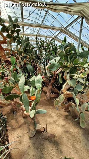 [P04] Sera cu cactuși. » foto by tata123 🔱
 - 
<span class="allrVoted glyphicon glyphicon-heart hidden" id="av1373464"></span>
<a class="m-l-10 hidden" id="sv1373464" onclick="voting_Foto_DelVot(,1373464,3210)" role="button">șterge vot <span class="glyphicon glyphicon-remove"></span></a>
<a id="v91373464" class=" c-red"  onclick="voting_Foto_SetVot(1373464)" role="button"><span class="glyphicon glyphicon-heart-empty"></span> <b>LIKE</b> = Votează poza</a> <img class="hidden"  id="f1373464W9" src="/imagini/loader.gif" border="0" /><span class="AjErrMes hidden" id="e1373464ErM"></span>