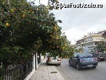 [P14] Gutui incarcat- la pas prin Platamonas » foto by tefadd
 - 
<span class="allrVoted glyphicon glyphicon-heart hidden" id="av466832"></span>
<a class="m-l-10 hidden" id="sv466832" onclick="voting_Foto_DelVot(,466832,3215)" role="button">șterge vot <span class="glyphicon glyphicon-remove"></span></a>
<a id="v9466832" class=" c-red"  onclick="voting_Foto_SetVot(466832)" role="button"><span class="glyphicon glyphicon-heart-empty"></span> <b>LIKE</b> = Votează poza</a> <img class="hidden"  id="f466832W9" src="/imagini/loader.gif" border="0" /><span class="AjErrMes hidden" id="e466832ErM"></span>