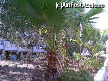 [P16] Hanioti Palace Hotel - palmieri in gradina hotelului » foto by nicole33
 - 
<span class="allrVoted glyphicon glyphicon-heart hidden" id="av299975"></span>
<a class="m-l-10 hidden" id="sv299975" onclick="voting_Foto_DelVot(,299975,3230)" role="button">șterge vot <span class="glyphicon glyphicon-remove"></span></a>
<a id="v9299975" class=" c-red"  onclick="voting_Foto_SetVot(299975)" role="button"><span class="glyphicon glyphicon-heart-empty"></span> <b>LIKE</b> = Votează poza</a> <img class="hidden"  id="f299975W9" src="/imagini/loader.gif" border="0" /><span class="AjErrMes hidden" id="e299975ErM"></span>