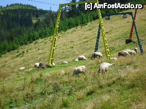 [P17] se gasesc si-acolo animale de... Pipera » foto by marocanu21
 - 
<span class="allrVoted glyphicon glyphicon-heart hidden" id="av394756"></span>
<a class="m-l-10 hidden" id="sv394756" onclick="voting_Foto_DelVot(,394756,3234)" role="button">șterge vot <span class="glyphicon glyphicon-remove"></span></a>
<a id="v9394756" class=" c-red"  onclick="voting_Foto_SetVot(394756)" role="button"><span class="glyphicon glyphicon-heart-empty"></span> <b>LIKE</b> = Votează poza</a> <img class="hidden"  id="f394756W9" src="/imagini/loader.gif" border="0" /><span class="AjErrMes hidden" id="e394756ErM"></span>