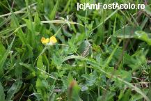 [P07] Statea asa cuminte in iarba...gata parca sa fie fotografiata! » foto by mirelab
 - 
<span class="allrVoted glyphicon glyphicon-heart hidden" id="av19116"></span>
<a class="m-l-10 hidden" id="sv19116" onclick="voting_Foto_DelVot(,19116,3234)" role="button">șterge vot <span class="glyphicon glyphicon-remove"></span></a>
<a id="v919116" class=" c-red"  onclick="voting_Foto_SetVot(19116)" role="button"><span class="glyphicon glyphicon-heart-empty"></span> <b>LIKE</b> = Votează poza</a> <img class="hidden"  id="f19116W9" src="/imagini/loader.gif" border="0" /><span class="AjErrMes hidden" id="e19116ErM"></span>