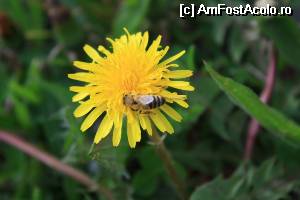 [P14] Suntem lângă Mânăstirea din Botiza și facem macro-uri...  » foto by le_maitre
 - 
<span class="allrVoted glyphicon glyphicon-heart hidden" id="av507563"></span>
<a class="m-l-10 hidden" id="sv507563" onclick="voting_Foto_DelVot(,507563,3234)" role="button">șterge vot <span class="glyphicon glyphicon-remove"></span></a>
<a id="v9507563" class=" c-red"  onclick="voting_Foto_SetVot(507563)" role="button"><span class="glyphicon glyphicon-heart-empty"></span> <b>LIKE</b> = Votează poza</a> <img class="hidden"  id="f507563W9" src="/imagini/loader.gif" border="0" /><span class="AjErrMes hidden" id="e507563ErM"></span>