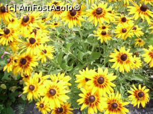 [P10] 'Floarea din grădină' » foto by puiutea
 - 
<span class="allrVoted glyphicon glyphicon-heart hidden" id="av911518"></span>
<a class="m-l-10 hidden" id="sv911518" onclick="voting_Foto_DelVot(,911518,3234)" role="button">șterge vot <span class="glyphicon glyphicon-remove"></span></a>
<a id="v9911518" class=" c-red"  onclick="voting_Foto_SetVot(911518)" role="button"><span class="glyphicon glyphicon-heart-empty"></span> <b>LIKE</b> = Votează poza</a> <img class="hidden"  id="f911518W9" src="/imagini/loader.gif" border="0" /><span class="AjErrMes hidden" id="e911518ErM"></span>