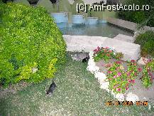 [P31] Multe pisici pe teritoriul complexului! » foto by EDUARD1
 - 
<span class="allrVoted glyphicon glyphicon-heart hidden" id="av23577"></span>
<a class="m-l-10 hidden" id="sv23577" onclick="voting_Foto_DelVot(,23577,3242)" role="button">șterge vot <span class="glyphicon glyphicon-remove"></span></a>
<a id="v923577" class=" c-red"  onclick="voting_Foto_SetVot(23577)" role="button"><span class="glyphicon glyphicon-heart-empty"></span> <b>LIKE</b> = Votează poza</a> <img class="hidden"  id="f23577W9" src="/imagini/loader.gif" border="0" /><span class="AjErrMes hidden" id="e23577ErM"></span>