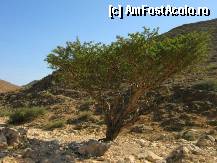 [P03] Arborele de tamaie (Boswellia Sacra), Jabal Qamar » foto by Mirna
 - 
<span class="allrVoted glyphicon glyphicon-heart hidden" id="av304159"></span>
<a class="m-l-10 hidden" id="sv304159" onclick="voting_Foto_DelVot(,304159,3254)" role="button">șterge vot <span class="glyphicon glyphicon-remove"></span></a>
<a id="v9304159" class=" c-red"  onclick="voting_Foto_SetVot(304159)" role="button"><span class="glyphicon glyphicon-heart-empty"></span> <b>LIKE</b> = Votează poza</a> <img class="hidden"  id="f304159W9" src="/imagini/loader.gif" border="0" /><span class="AjErrMes hidden" id="e304159ErM"></span>