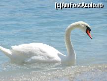 [P01] lebede pe care le-am hranit pe plaja » foto by florentin_dobre
 - 
<span class="allrVoted glyphicon glyphicon-heart hidden" id="av429647"></span>
<a class="m-l-10 hidden" id="sv429647" onclick="voting_Foto_DelVot(,429647,3264)" role="button">șterge vot <span class="glyphicon glyphicon-remove"></span></a>
<a id="v9429647" class=" c-red"  onclick="voting_Foto_SetVot(429647)" role="button"><span class="glyphicon glyphicon-heart-empty"></span> <b>LIKE</b> = Votează poza</a> <img class="hidden"  id="f429647W9" src="/imagini/loader.gif" border="0" /><span class="AjErrMes hidden" id="e429647ErM"></span>