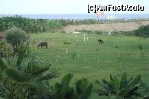 [P11] terenul de fotbal. dimineata apareau si 2 magarusi simpatici » foto by calinb
 - 
<span class="allrVoted glyphicon glyphicon-heart hidden" id="av203036"></span>
<a class="m-l-10 hidden" id="sv203036" onclick="voting_Foto_DelVot(,203036,3296)" role="button">șterge vot <span class="glyphicon glyphicon-remove"></span></a>
<a id="v9203036" class=" c-red"  onclick="voting_Foto_SetVot(203036)" role="button"><span class="glyphicon glyphicon-heart-empty"></span> <b>LIKE</b> = Votează poza</a> <img class="hidden"  id="f203036W9" src="/imagini/loader.gif" border="0" /><span class="AjErrMes hidden" id="e203036ErM"></span>