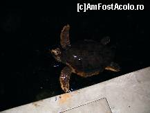 [P19] Broască țestoasă la Acvarij Dubrovnik » foto by fvpmed
 - 
<span class="allrVoted glyphicon glyphicon-heart hidden" id="av343497"></span>
<a class="m-l-10 hidden" id="sv343497" onclick="voting_Foto_DelVot(,343497,3304)" role="button">șterge vot <span class="glyphicon glyphicon-remove"></span></a>
<a id="v9343497" class=" c-red"  onclick="voting_Foto_SetVot(343497)" role="button"><span class="glyphicon glyphicon-heart-empty"></span> <b>LIKE</b> = Votează poza</a> <img class="hidden"  id="f343497W9" src="/imagini/loader.gif" border="0" /><span class="AjErrMes hidden" id="e343497ErM"></span>