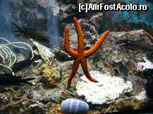[P22] Steluțâ de mare la Acvariul Dubrovnik » foto by fvpmed
 - 
<span class="allrVoted glyphicon glyphicon-heart hidden" id="av343500"></span>
<a class="m-l-10 hidden" id="sv343500" onclick="voting_Foto_DelVot(,343500,3304)" role="button">șterge vot <span class="glyphicon glyphicon-remove"></span></a>
<a id="v9343500" class=" c-red"  onclick="voting_Foto_SetVot(343500)" role="button"><span class="glyphicon glyphicon-heart-empty"></span> <b>LIKE</b> = Votează poza</a> <img class="hidden"  id="f343500W9" src="/imagini/loader.gif" border="0" /><span class="AjErrMes hidden" id="e343500ErM"></span>