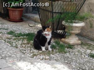 [P66] O mâță prețioasă.  » foto by Aurici
 - 
<span class="allrVoted glyphicon glyphicon-heart hidden" id="av1014717"></span>
<a class="m-l-10 hidden" id="sv1014717" onclick="voting_Foto_DelVot(,1014717,3304)" role="button">șterge vot <span class="glyphicon glyphicon-remove"></span></a>
<a id="v91014717" class=" c-red"  onclick="voting_Foto_SetVot(1014717)" role="button"><span class="glyphicon glyphicon-heart-empty"></span> <b>LIKE</b> = Votează poza</a> <img class="hidden"  id="f1014717W9" src="/imagini/loader.gif" border="0" /><span class="AjErrMes hidden" id="e1014717ErM"></span>