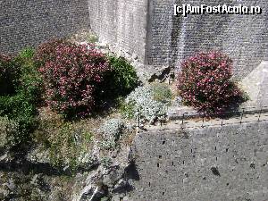 [P16] Dubrovnik - leandri pe zidurile orasului vechi » foto by costy69*
 - 
<span class="allrVoted glyphicon glyphicon-heart hidden" id="av572834"></span>
<a class="m-l-10 hidden" id="sv572834" onclick="voting_Foto_DelVot(,572834,3304)" role="button">șterge vot <span class="glyphicon glyphicon-remove"></span></a>
<a id="v9572834" class=" c-red"  onclick="voting_Foto_SetVot(572834)" role="button"><span class="glyphicon glyphicon-heart-empty"></span> <b>LIKE</b> = Votează poza</a> <img class="hidden"  id="f572834W9" src="/imagini/loader.gif" border="0" /><span class="AjErrMes hidden" id="e572834ErM"></span>