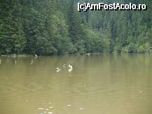 [P10] Lacul Rosu » foto by pepsi70ro
 - 
<span class="allrVoted glyphicon glyphicon-heart hidden" id="av30996"></span>
<a class="m-l-10 hidden" id="sv30996" onclick="voting_Foto_DelVot(,30996,3314)" role="button">șterge vot <span class="glyphicon glyphicon-remove"></span></a>
<a id="v930996" class=" c-red"  onclick="voting_Foto_SetVot(30996)" role="button"><span class="glyphicon glyphicon-heart-empty"></span> <b>LIKE</b> = Votează poza</a> <img class="hidden"  id="f30996W9" src="/imagini/loader.gif" border="0" /><span class="AjErrMes hidden" id="e30996ErM"></span>
