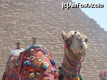 [P01] Poate doriţi o cămilă care să vă plimbe alene pe lângă marile piramide .... » foto by adelos
 - 
<span class="allrVoted glyphicon glyphicon-heart hidden" id="av255923"></span>
<a class="m-l-10 hidden" id="sv255923" onclick="voting_Foto_DelVot(,255923,3319)" role="button">șterge vot <span class="glyphicon glyphicon-remove"></span></a>
<a id="v9255923" class=" c-red"  onclick="voting_Foto_SetVot(255923)" role="button"><span class="glyphicon glyphicon-heart-empty"></span> <b>LIKE</b> = Votează poza</a> <img class="hidden"  id="f255923W9" src="/imagini/loader.gif" border="0" /><span class="AjErrMes hidden" id="e255923ErM"></span>