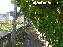 [P08] Castelul Villandry - viță de vie arcuindu-se grațios.  » foto by doina_c24
 - 
<span class="allrVoted glyphicon glyphicon-heart hidden" id="av419752"></span>
<a class="m-l-10 hidden" id="sv419752" onclick="voting_Foto_DelVot(,419752,3364)" role="button">șterge vot <span class="glyphicon glyphicon-remove"></span></a>
<a id="v9419752" class=" c-red"  onclick="voting_Foto_SetVot(419752)" role="button"><span class="glyphicon glyphicon-heart-empty"></span> <b>LIKE</b> = Votează poza</a> <img class="hidden"  id="f419752W9" src="/imagini/loader.gif" border="0" /><span class="AjErrMes hidden" id="e419752ErM"></span>