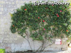 [P36] Un zid al castelului cu indicatoare si flori frumoase.  » foto by ania
 - 
<span class="allrVoted glyphicon glyphicon-heart hidden" id="av683829"></span>
<a class="m-l-10 hidden" id="sv683829" onclick="voting_Foto_DelVot(,683829,3364)" role="button">șterge vot <span class="glyphicon glyphicon-remove"></span></a>
<a id="v9683829" class=" c-red"  onclick="voting_Foto_SetVot(683829)" role="button"><span class="glyphicon glyphicon-heart-empty"></span> <b>LIKE</b> = Votează poza</a> <img class="hidden"  id="f683829W9" src="/imagini/loader.gif" border="0" /><span class="AjErrMes hidden" id="e683829ErM"></span>
