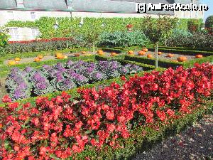 [P47] Un colt de gradina frumos, viu colorat.  » foto by ania
 - 
<span class="allrVoted glyphicon glyphicon-heart hidden" id="av687432"></span>
<a class="m-l-10 hidden" id="sv687432" onclick="voting_Foto_DelVot(,687432,3364)" role="button">șterge vot <span class="glyphicon glyphicon-remove"></span></a>
<a id="v9687432" class=" c-red"  onclick="voting_Foto_SetVot(687432)" role="button"><span class="glyphicon glyphicon-heart-empty"></span> <b>LIKE</b> = Votează poza</a> <img class="hidden"  id="f687432W9" src="/imagini/loader.gif" border="0" /><span class="AjErrMes hidden" id="e687432ErM"></span>