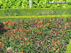 [P50] Si ardeii colorati aveau locul lor in gradina.  » foto by ania
 - 
<span class="allrVoted glyphicon glyphicon-heart hidden" id="av687435"></span>
<a class="m-l-10 hidden" id="sv687435" onclick="voting_Foto_DelVot(,687435,3364)" role="button">șterge vot <span class="glyphicon glyphicon-remove"></span></a>
<a id="v9687435" class=" c-red"  onclick="voting_Foto_SetVot(687435)" role="button"><span class="glyphicon glyphicon-heart-empty"></span> <b>LIKE</b> = Votează poza</a> <img class="hidden"  id="f687435W9" src="/imagini/loader.gif" border="0" /><span class="AjErrMes hidden" id="e687435ErM"></span>