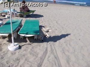 [P12] un catel a gasit umbra pe plaja » foto by AMC
 - 
<span class="allrVoted glyphicon glyphicon-heart hidden" id="av1282167"></span>
<a class="m-l-10 hidden" id="sv1282167" onclick="voting_Foto_DelVot(,1282167,3367)" role="button">șterge vot <span class="glyphicon glyphicon-remove"></span></a>
<a id="v91282167" class=" c-red"  onclick="voting_Foto_SetVot(1282167)" role="button"><span class="glyphicon glyphicon-heart-empty"></span> <b>LIKE</b> = Votează poza</a> <img class="hidden"  id="f1282167W9" src="/imagini/loader.gif" border="0" /><span class="AjErrMes hidden" id="e1282167ErM"></span>