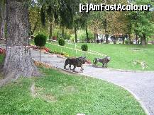 [P09] Superbul si imensul parc din Sinaia.O plimbare pe aceste alei este o incantare... » foto by danaches2003
 - 
<span class="allrVoted glyphicon glyphicon-heart hidden" id="av169767"></span>
<a class="m-l-10 hidden" id="sv169767" onclick="voting_Foto_DelVot(,169767,3372)" role="button">șterge vot <span class="glyphicon glyphicon-remove"></span></a>
<a id="v9169767" class=" c-red"  onclick="voting_Foto_SetVot(169767)" role="button"><span class="glyphicon glyphicon-heart-empty"></span> <b>LIKE</b> = Votează poza</a> <img class="hidden"  id="f169767W9" src="/imagini/loader.gif" border="0" /><span class="AjErrMes hidden" id="e169767ErM"></span>