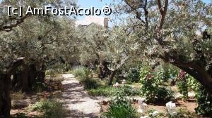 [P25] Gradina Getsimani » foto by elenaadina
 - 
<span class="allrVoted glyphicon glyphicon-heart hidden" id="av747287"></span>
<a class="m-l-10 hidden" id="sv747287" onclick="voting_Foto_DelVot(,747287,3380)" role="button">șterge vot <span class="glyphicon glyphicon-remove"></span></a>
<a id="v9747287" class=" c-red"  onclick="voting_Foto_SetVot(747287)" role="button"><span class="glyphicon glyphicon-heart-empty"></span> <b>LIKE</b> = Votează poza</a> <img class="hidden"  id="f747287W9" src="/imagini/loader.gif" border="0" /><span class="AjErrMes hidden" id="e747287ErM"></span>