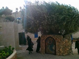 [P40] Ierusalim - Manastirea Sf. Pelaghia de pe Muntele Maslinilor » foto by calator2000
 - 
<span class="allrVoted glyphicon glyphicon-heart hidden" id="av708841"></span>
<a class="m-l-10 hidden" id="sv708841" onclick="voting_Foto_DelVot(,708841,3380)" role="button">șterge vot <span class="glyphicon glyphicon-remove"></span></a>
<a id="v9708841" class=" c-red"  onclick="voting_Foto_SetVot(708841)" role="button"><span class="glyphicon glyphicon-heart-empty"></span> <b>LIKE</b> = Votează poza</a> <img class="hidden"  id="f708841W9" src="/imagini/loader.gif" border="0" /><span class="AjErrMes hidden" id="e708841ErM"></span>