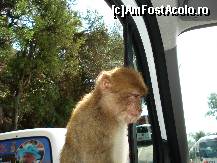 [P36] O zi în Gibraltar - Prietena șoferului » foto by nicole33
 - 
<span class="allrVoted glyphicon glyphicon-heart hidden" id="av466298"></span>
<a class="m-l-10 hidden" id="sv466298" onclick="voting_Foto_DelVot(,466298,3397)" role="button">șterge vot <span class="glyphicon glyphicon-remove"></span></a>
<a id="v9466298" class=" c-red"  onclick="voting_Foto_SetVot(466298)" role="button"><span class="glyphicon glyphicon-heart-empty"></span> <b>LIKE</b> = Votează poza</a> <img class="hidden"  id="f466298W9" src="/imagini/loader.gif" border="0" /><span class="AjErrMes hidden" id="e466298ErM"></span>