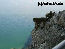 [P16] Macaci pe stanca Gibraltar. » foto by iulianic
 - 
<span class="allrVoted glyphicon glyphicon-heart hidden" id="av226686"></span>
<a class="m-l-10 hidden" id="sv226686" onclick="voting_Foto_DelVot(,226686,3397)" role="button">șterge vot <span class="glyphicon glyphicon-remove"></span></a>
<a id="v9226686" class=" c-red"  onclick="voting_Foto_SetVot(226686)" role="button"><span class="glyphicon glyphicon-heart-empty"></span> <b>LIKE</b> = Votează poza</a> <img class="hidden"  id="f226686W9" src="/imagini/loader.gif" border="0" /><span class="AjErrMes hidden" id="e226686ErM"></span>