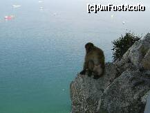 [P17] Macaci pe stanca Gibraltar. » foto by iulianic
 - 
<span class="allrVoted glyphicon glyphicon-heart hidden" id="av226687"></span>
<a class="m-l-10 hidden" id="sv226687" onclick="voting_Foto_DelVot(,226687,3397)" role="button">șterge vot <span class="glyphicon glyphicon-remove"></span></a>
<a id="v9226687" class=" c-red"  onclick="voting_Foto_SetVot(226687)" role="button"><span class="glyphicon glyphicon-heart-empty"></span> <b>LIKE</b> = Votează poza</a> <img class="hidden"  id="f226687W9" src="/imagini/loader.gif" border="0" /><span class="AjErrMes hidden" id="e226687ErM"></span>
