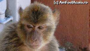 [P07] Altă maimuţă » foto by iuliaen
 - 
<span class="allrVoted glyphicon glyphicon-heart hidden" id="av550448"></span>
<a class="m-l-10 hidden" id="sv550448" onclick="voting_Foto_DelVot(,550448,3397)" role="button">șterge vot <span class="glyphicon glyphicon-remove"></span></a>
<a id="v9550448" class=" c-red"  onclick="voting_Foto_SetVot(550448)" role="button"><span class="glyphicon glyphicon-heart-empty"></span> <b>LIKE</b> = Votează poza</a> <img class="hidden"  id="f550448W9" src="/imagini/loader.gif" border="0" /><span class="AjErrMes hidden" id="e550448ErM"></span>