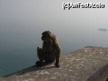 [P18] maimuta trista ca si mine...oare la ce visa? » foto by adri-nico
 - 
<span class="allrVoted glyphicon glyphicon-heart hidden" id="av280779"></span>
<a class="m-l-10 hidden" id="sv280779" onclick="voting_Foto_DelVot(,280779,3397)" role="button">șterge vot <span class="glyphicon glyphicon-remove"></span></a>
<a id="v9280779" class=" c-red"  onclick="voting_Foto_SetVot(280779)" role="button"><span class="glyphicon glyphicon-heart-empty"></span> <b>LIKE</b> = Votează poza</a> <img class="hidden"  id="f280779W9" src="/imagini/loader.gif" border="0" /><span class="AjErrMes hidden" id="e280779ErM"></span>