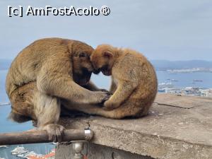 [P19]  -- <small>// FĂRĂ DESCRIERE</small> » foto by Maya_C
 - 
<span class="allrVoted glyphicon glyphicon-heart hidden" id="av1507247"></span>
<a class="m-l-10 hidden" id="sv1507247" onclick="voting_Foto_DelVot(,1507247,3397)" role="button">șterge vot <span class="glyphicon glyphicon-remove"></span></a>
<a id="v91507247" class=" c-red"  onclick="voting_Foto_SetVot(1507247)" role="button"><span class="glyphicon glyphicon-heart-empty"></span> <b>LIKE</b> = Votează poza</a> <img class="hidden"  id="f1507247W9" src="/imagini/loader.gif" border="0" /><span class="AjErrMes hidden" id="e1507247ErM"></span>